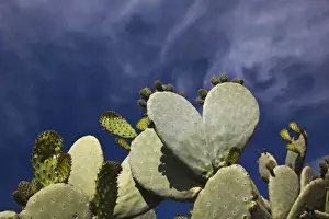 Botany Prints: DDE-90032753