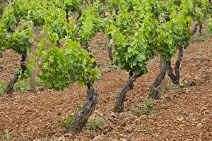 Viniculture Prints: DDE-90032776