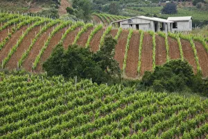 Vine Prints: DDE-90032778
