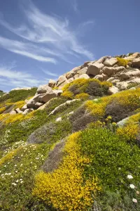 Hilltop Prints: DDE-90032794