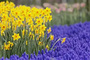 Daffodil Prints: DDE-90032932