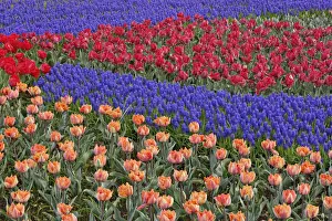 Hyacinth Prints: DDE-90032935
