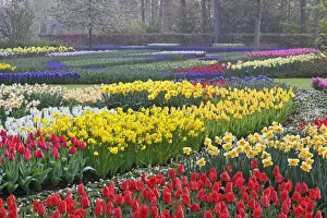 Daffodil Prints: DDE-90032936