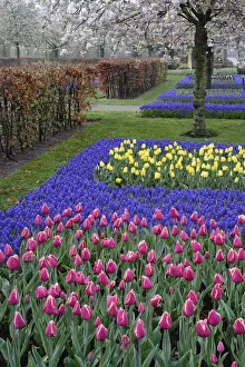 Hyacinth Prints: DDE-90032938