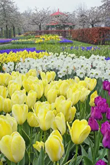 Daffodil Prints: DDE-90032939