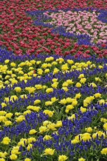 Hyacinth Prints: DDE-90032942