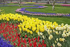 Daffodil Prints: DDE-90032946