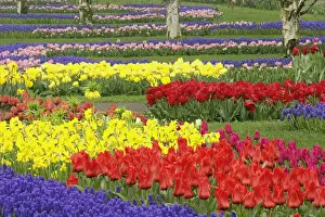Daffodil Prints: DDE-90032947
