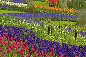 Hyacinth Prints: DDE-90032950