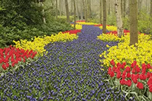 Daffodil Prints: DDE-90032951