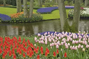 Hyacinth Prints: DDE-90032954