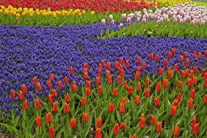 Hyacinth Prints: DDE-90032956