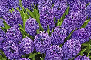 Hyacinth Prints: DDE-90032958