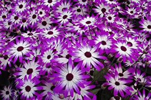 Magenta Prints: DDE-90032966