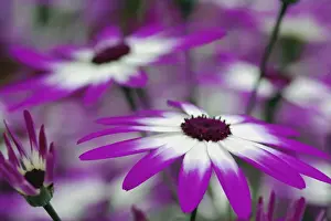 Grow Prints: DDE-90032973