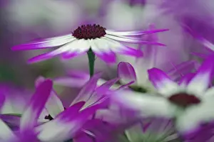 Grow Prints: DDE-90032976