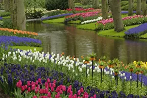 Hyacinth Prints: DDE-90032979