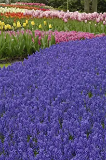 Hyacinth Prints: DDE-90032981
