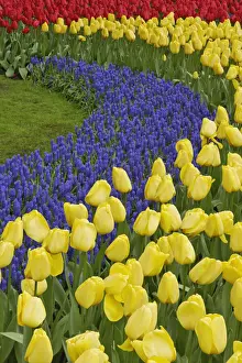 Hyacinth Prints: DDE-90032982