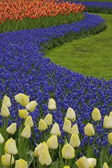 Hyacinth Prints: DDE-90032983