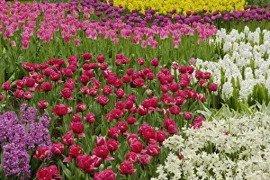 Hyacinth Prints: DDE-90032987