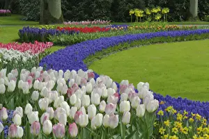 Hyacinth Prints: DDE-90032990