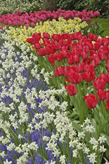 Daffodil Prints: DDE-90032993