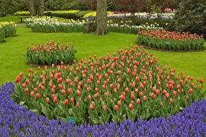 Hyacinth Prints: DDE-90032996