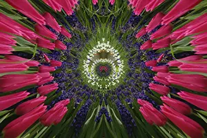Hyacinth Prints: DDE-90033036