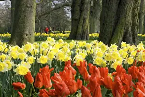 Tulip Prints: DDE-90033164