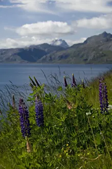 Lofoten Prints: DDE-90033297