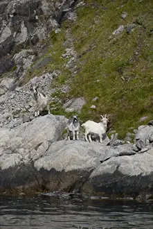 Lysefjord Prints: DDE-90033331