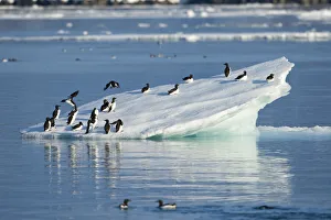 Guillemot Collection: DDE-90033588
