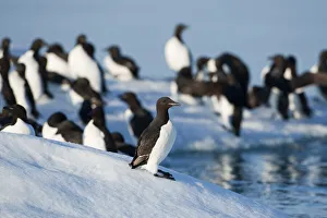 Guillemot Collection: DDE-90033589