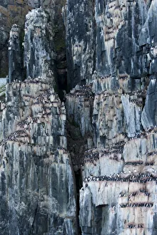 Guillemot Collection: DDE-90033590