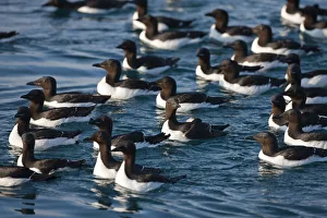 Guillemot Collection: DDE-90033591