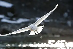Gliding Prints: DDE-90033603