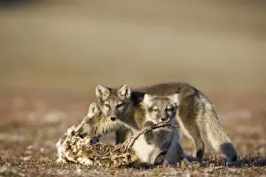 Vulpes Prints: DDE-90033629
