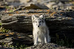 Vulpes Prints: DDE-90033630