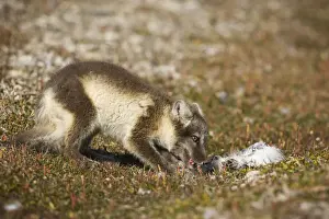 Vulpes Prints: DDE-90033631