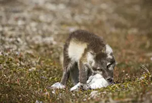 Vulpes Prints: DDE-90033632