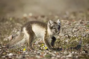 Vulpes Prints: DDE-90033635