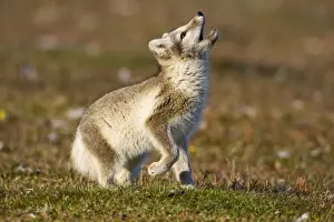 Vulpes Prints: DDE-90033637