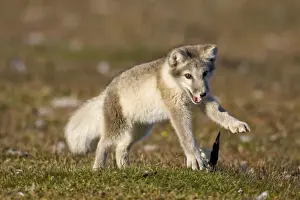 Vulpes Prints: DDE-90033638