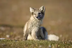 Vulpes Prints: DDE-90033639
