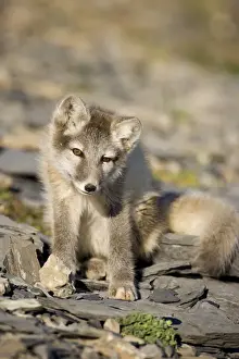 Vulpes Prints: DDE-90033640