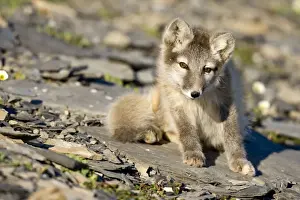 Vulpes Prints: DDE-90033642