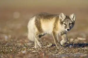 Vulpes Prints: DDE-90033643