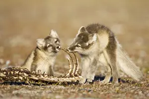 Vulpes Prints: DDE-90033648