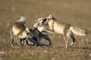 Vulpes Prints: DDE-90033651